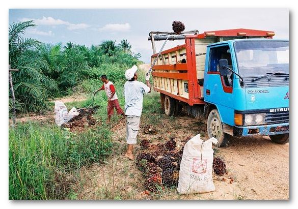 The trouble with oil palm