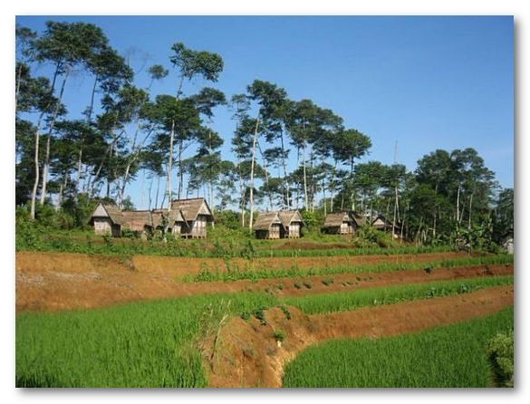 Well-maintained irrigated ricefields located in one of the Ministry of Forestry’s claimed ‘state forest areas’ / Sandra Moniaga Fighting over the land and forest